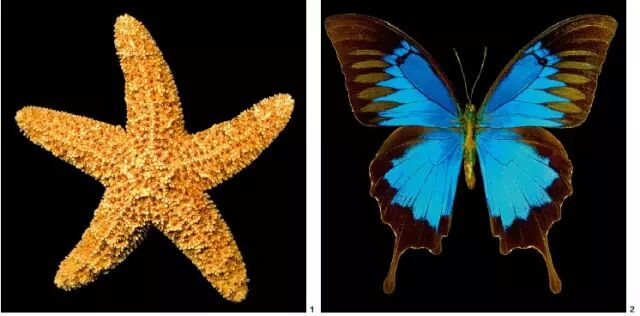 哈罗德·费恩斯坦：站在人道主义悲情与主流叙事意志之间