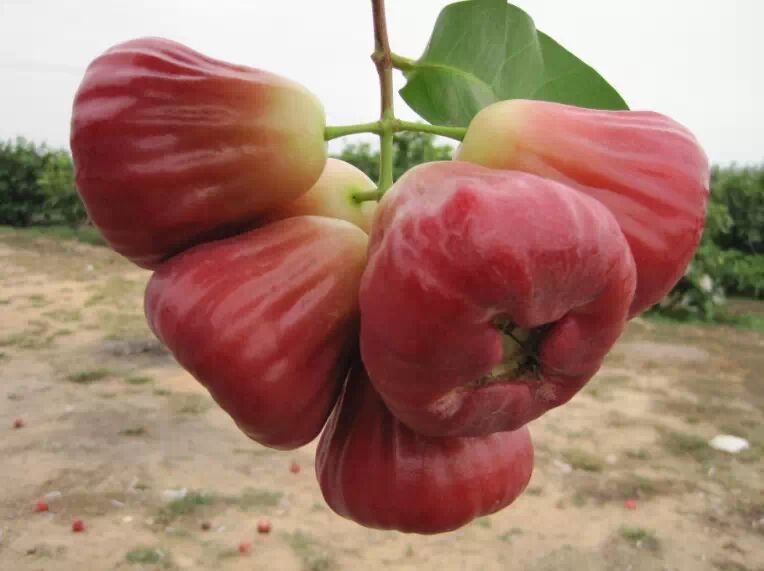 山花小科普牛奶搭配这些水果,营养价值一级棒